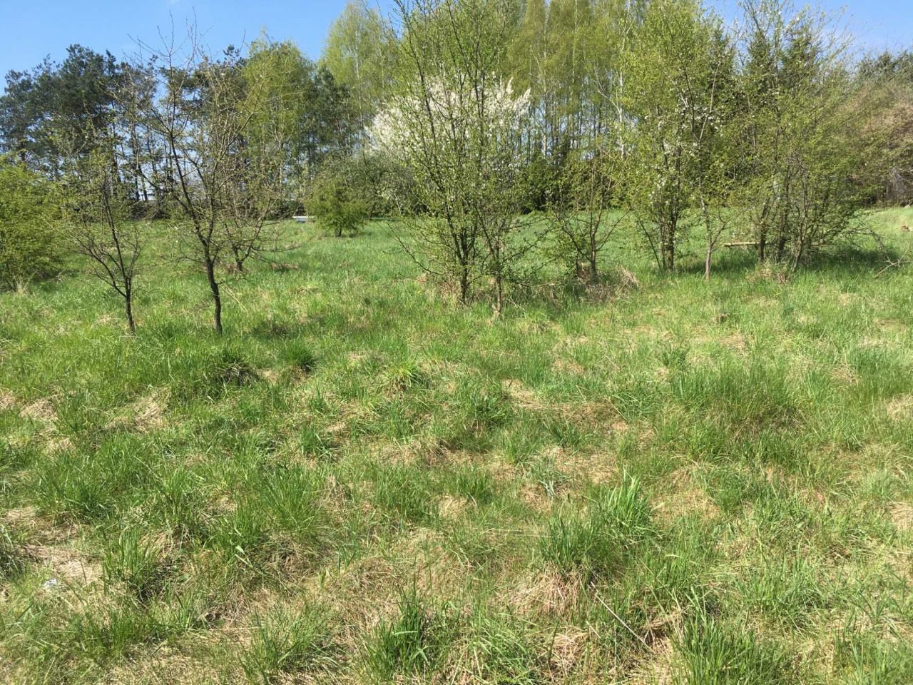 Działka budowlana Sokołów Podlaski, ul. Olszowa. Zdjęcie 3