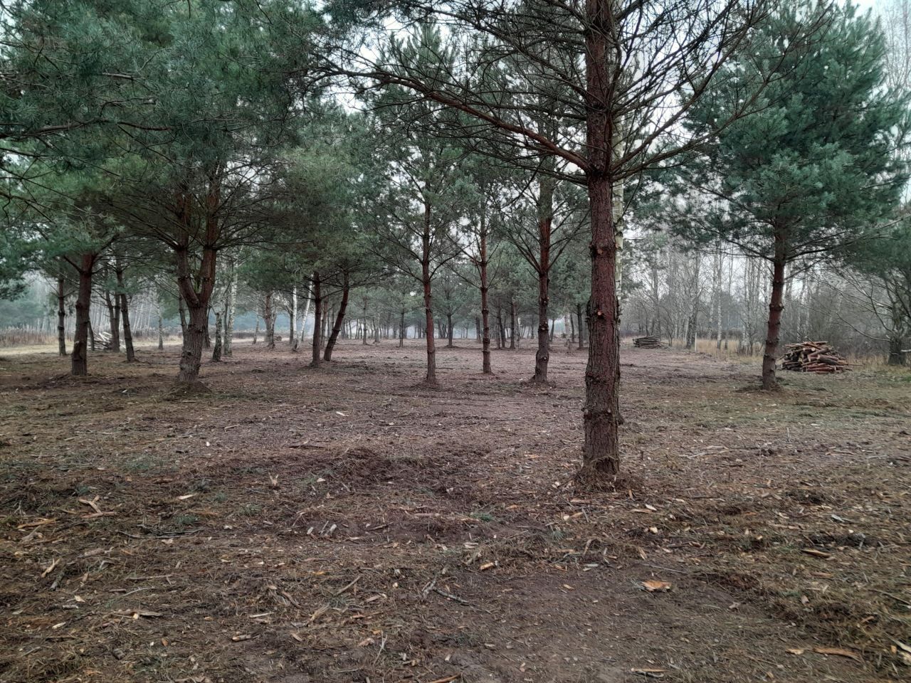 Działka budowlana Korfowe, ul. Spokojna Aleja. Zdjęcie 3