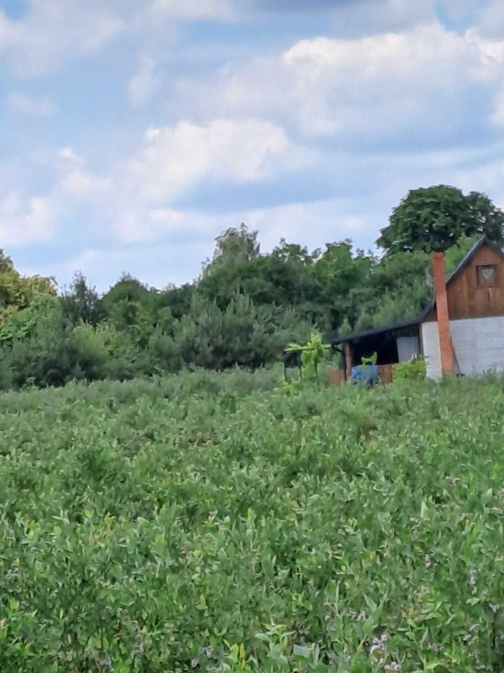 Działka rolna Zaliszcze. Zdjęcie 4
