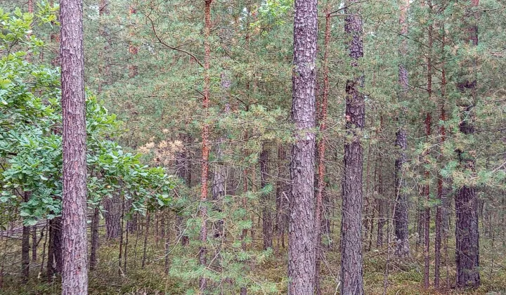 Działka leśna Korczów