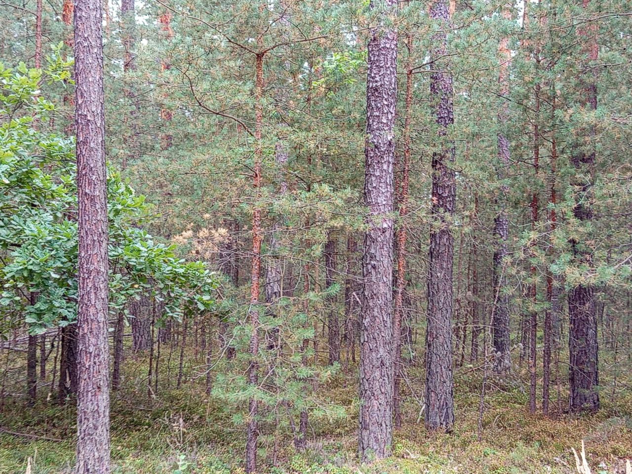 Działka leśna Korczów