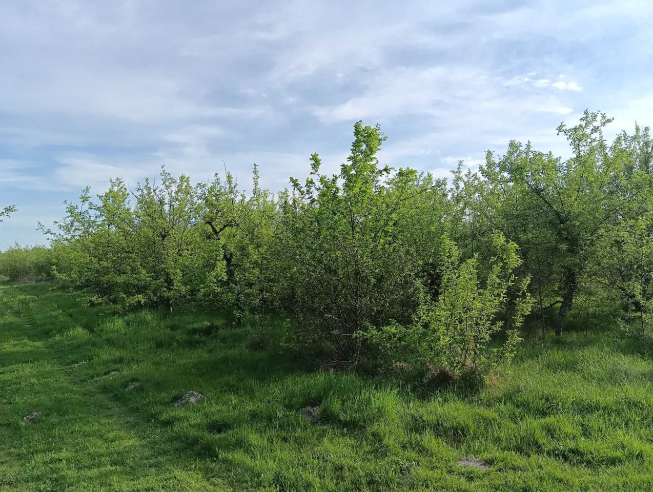 Działka rolna Wola Krobowska. Zdjęcie 5