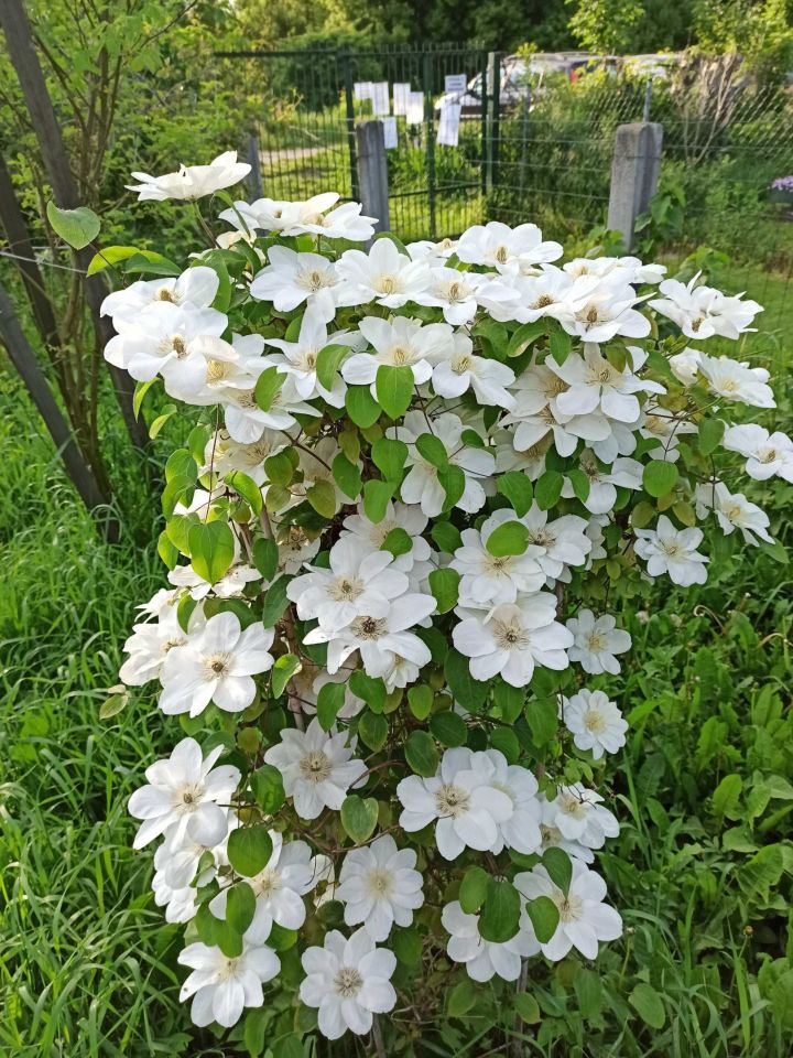 Działka rod Radom. Zdjęcie 3