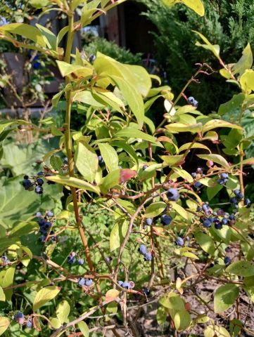 Działka rod Toruń, ul. Stanisława Przybyszewskiego. Zdjęcie 1