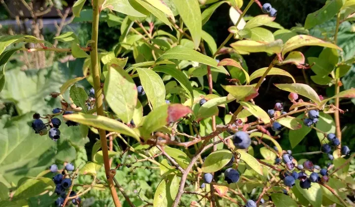 Działka rod Toruń, ul. Stanisława Przybyszewskiego