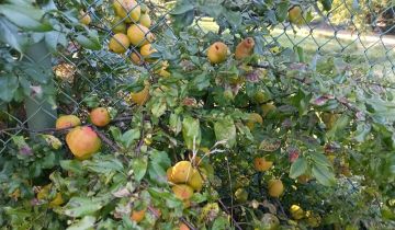 Działka rod Gdańsk Stogi, ul. Zawiślańska