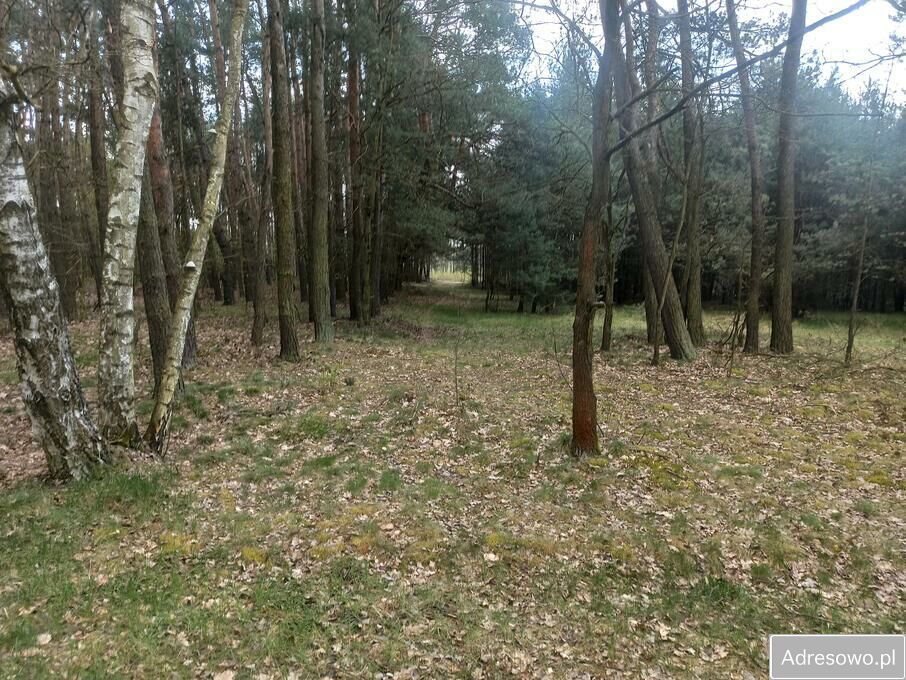 Działka leśna Hipolitów. Zdjęcie 8