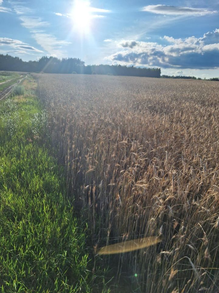 Działka Guty-Bujno. Zdjęcie 3