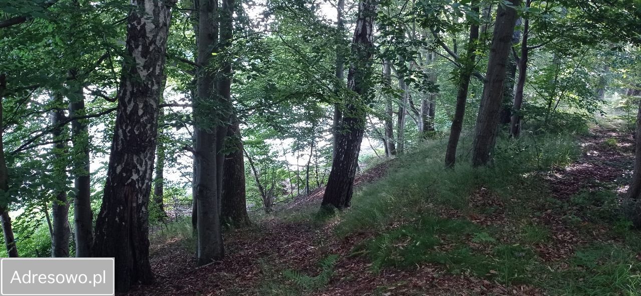 Działka budowlana Cetuń. Zdjęcie 19