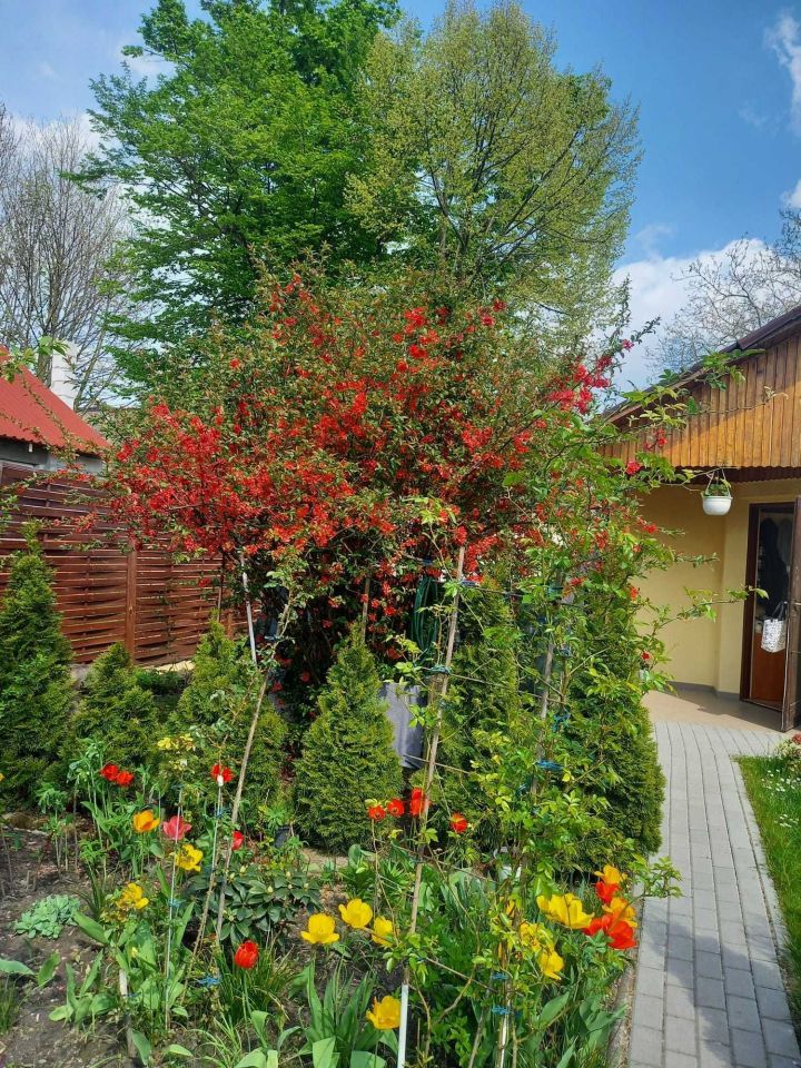 Działka rod Kalisz, ul. Gościnna. Zdjęcie 3