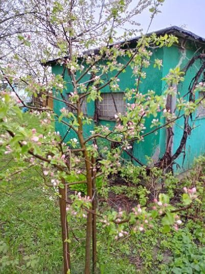 Działka rod Gdańsk Olszynka, ul. Olsztyńska. Zdjęcie 3