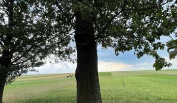 Działka leśna Deszno