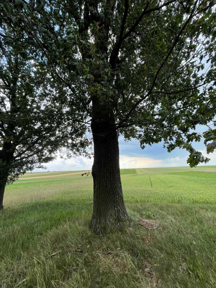 Działka leśna Deszno. Zdjęcie 2