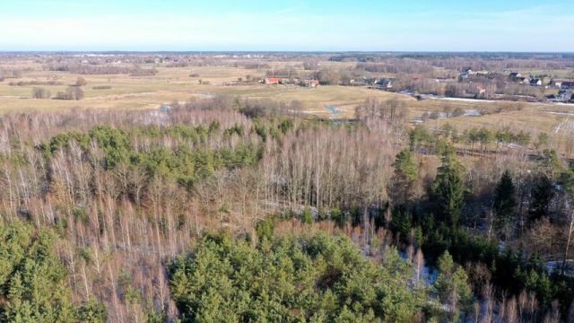 Działka leśna Grzegorze. Zdjęcie 11