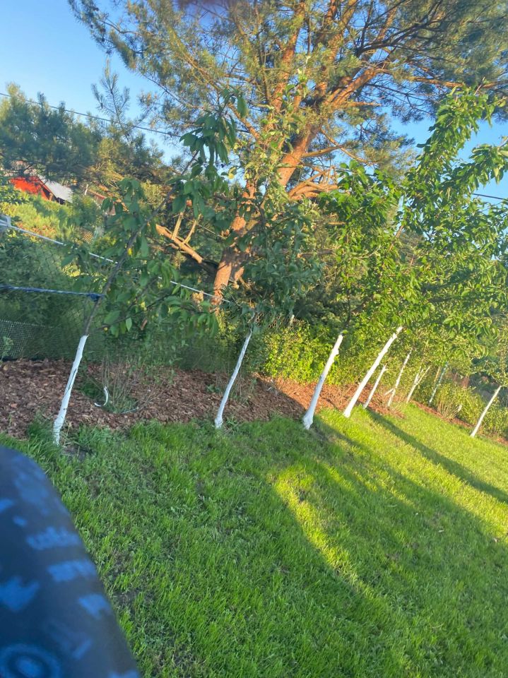 Działka rod Zielonka. Zdjęcie 7