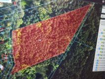 Działka leśna Dworszowice Kościelne Zimna Woda. Zdjęcie 1