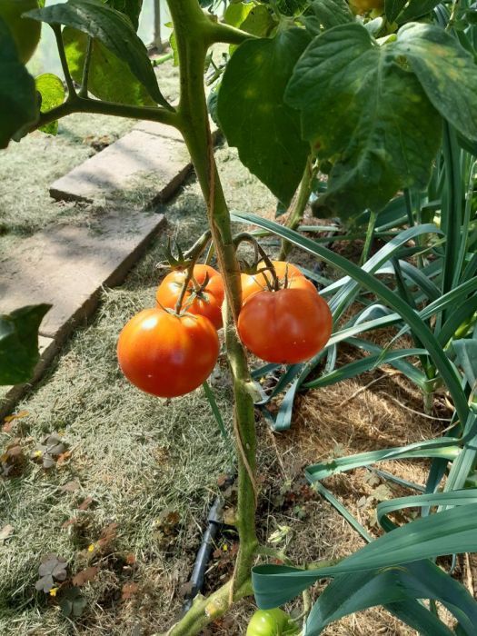 Działka rod Gdynia Oksywie, ul. Zielona. Zdjęcie 20