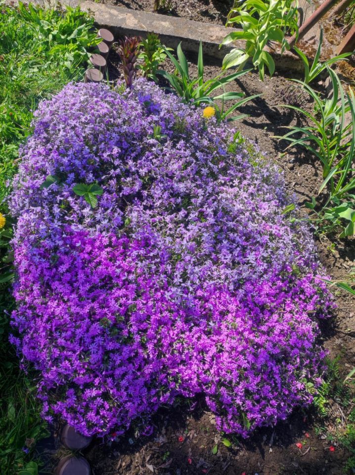 Działka rod Lubin. Zdjęcie 6