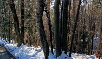 Działka leśna Żegocina