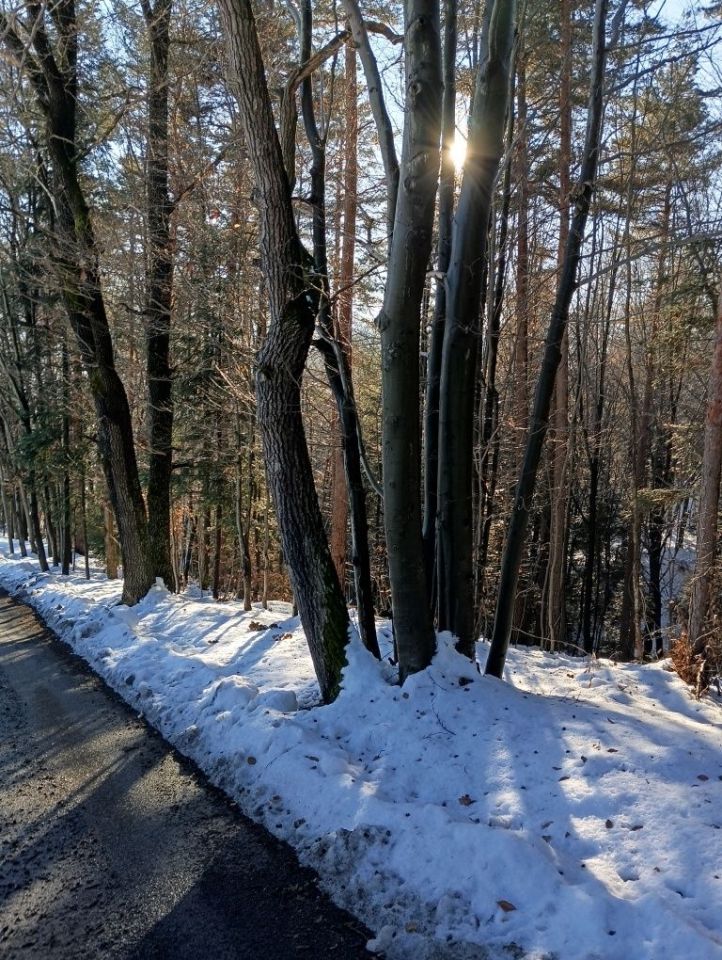 Działka leśna Żegocina. Zdjęcie 2