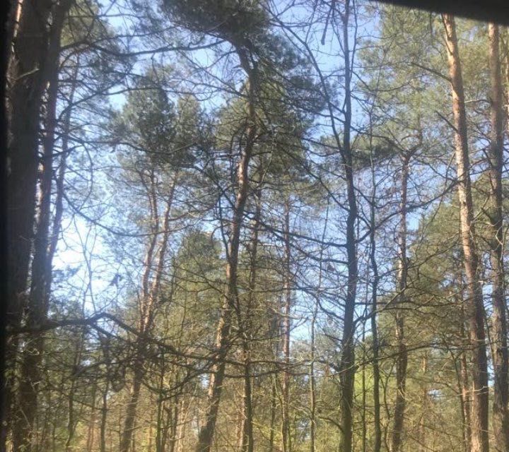 Działka leśna Przełaj Czepiecki. Zdjęcie 6