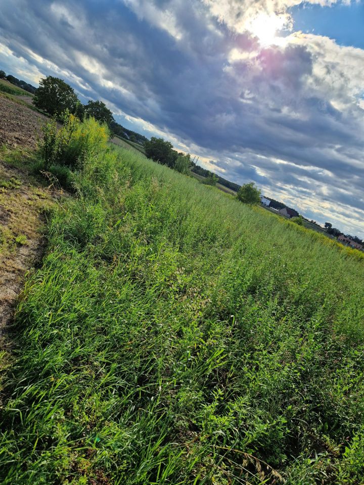 Działka rolno-budowlana Kraków Wyciąże, ul. Narcyza Wiatra. Zdjęcie 5