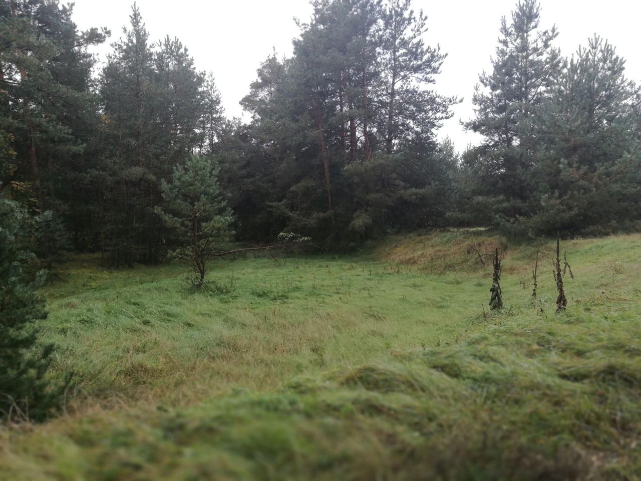 Działka budowlana Jasień. Zdjęcie 5