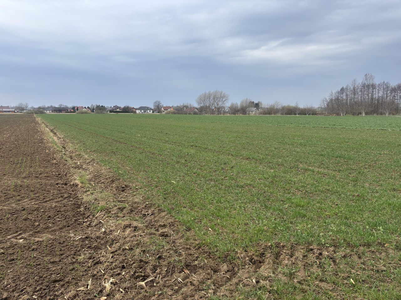 Działka rolna Koniaczów. Zdjęcie 6