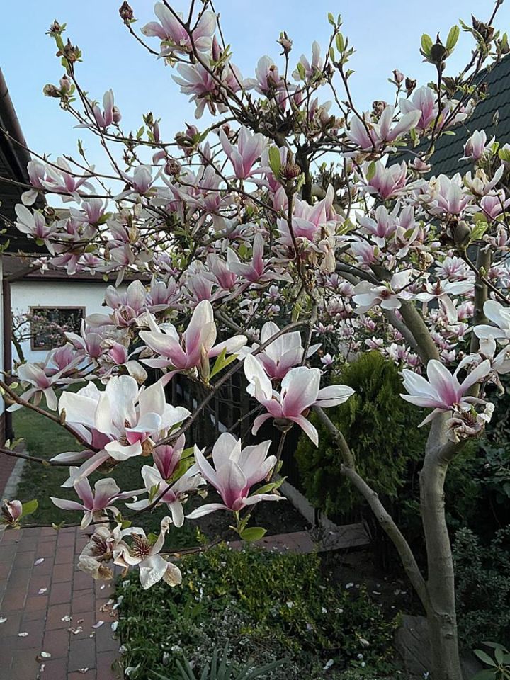 dom wolnostojący, 4 pokoje Częstochowa Grabówka, ul. Flisacka. Zdjęcie 16