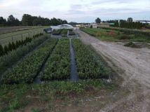 Działka inwestycyjna Kolonia Domaszewnica. Zdjęcie 3