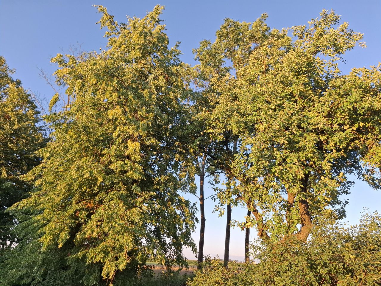 Działka rolno-budowlana Pęchratka Polska. Zdjęcie 10