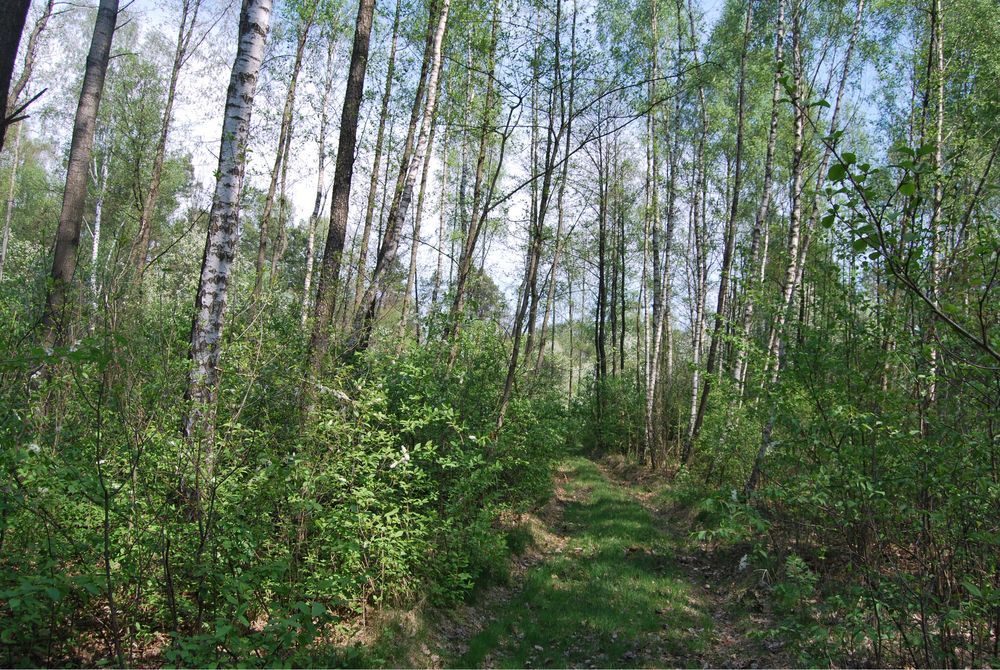 Działka budowlana Lipiny. Zdjęcie 6