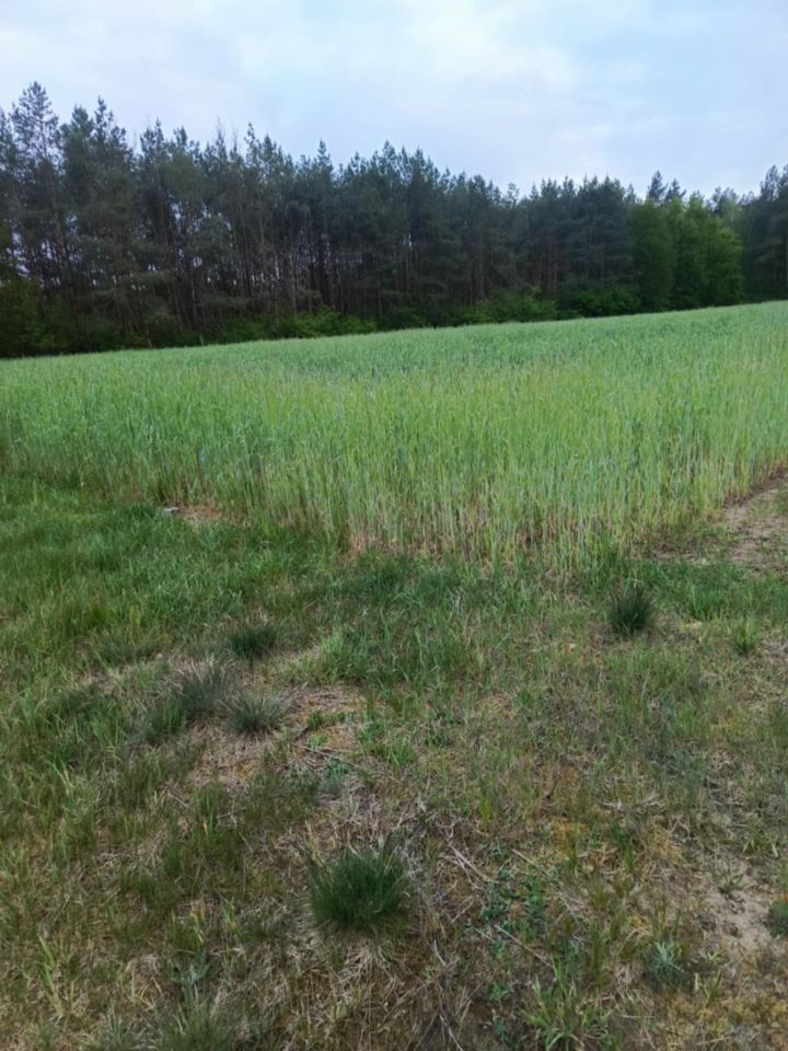 Działka budowlana Nowy Podoś. Zdjęcie 4