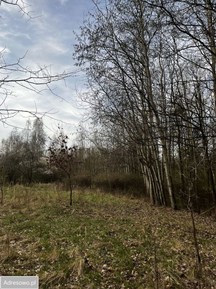 Działka leśna Jastrząb. Zdjęcie 3