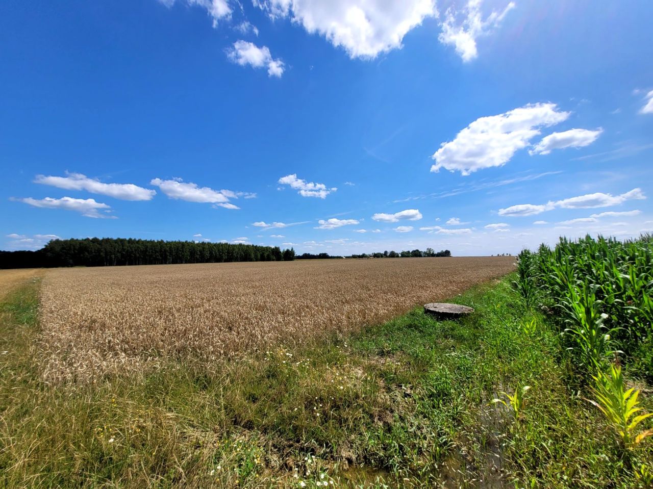 Działka rolna Przedewsie