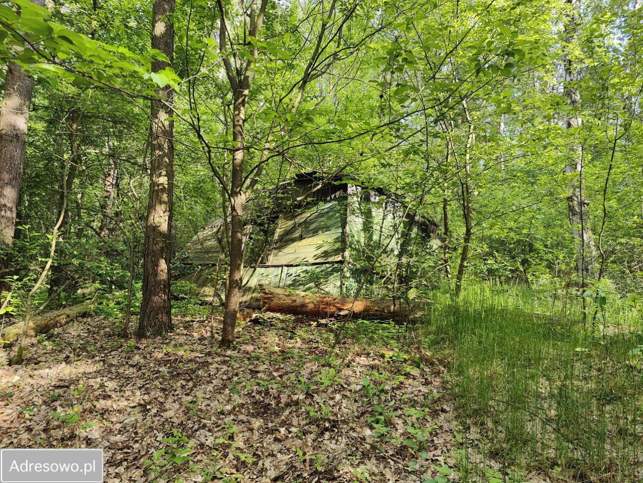 Działka leśna Wilkowyja. Zdjęcie 7