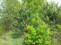 Działka rekreacyjna Rokitnica. Zdjęcie 1