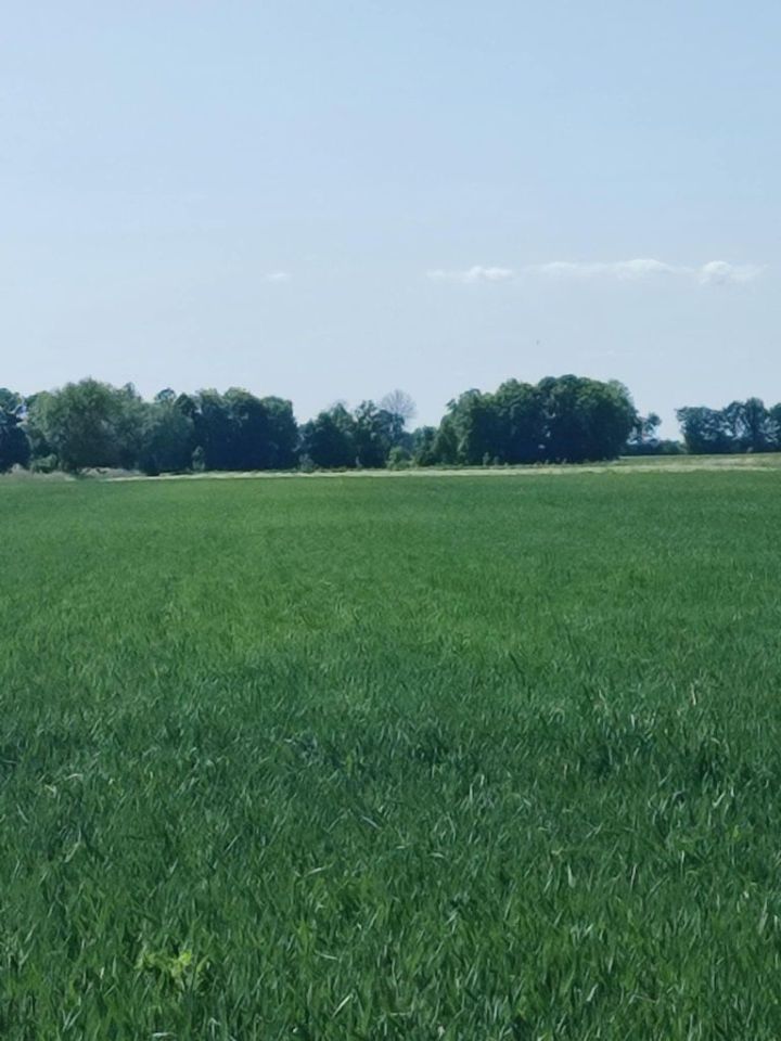 Działka rolna Leszkowy. Zdjęcie 1