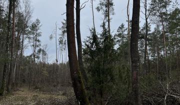 Działka leśna Krasna
