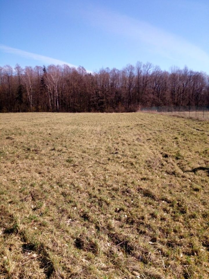 Działka rolno-budowlana Skórzyn. Zdjęcie 4