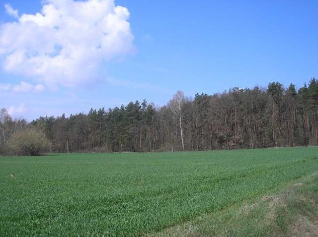 Działka budowlana Szadki. Zdjęcie 1