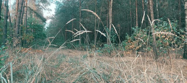 Działka leśna Popielżyn Górny. Zdjęcie 1