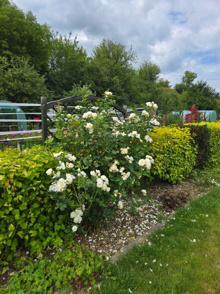 Działka rod Lublin, ul. Zawilcowa. Zdjęcie 5