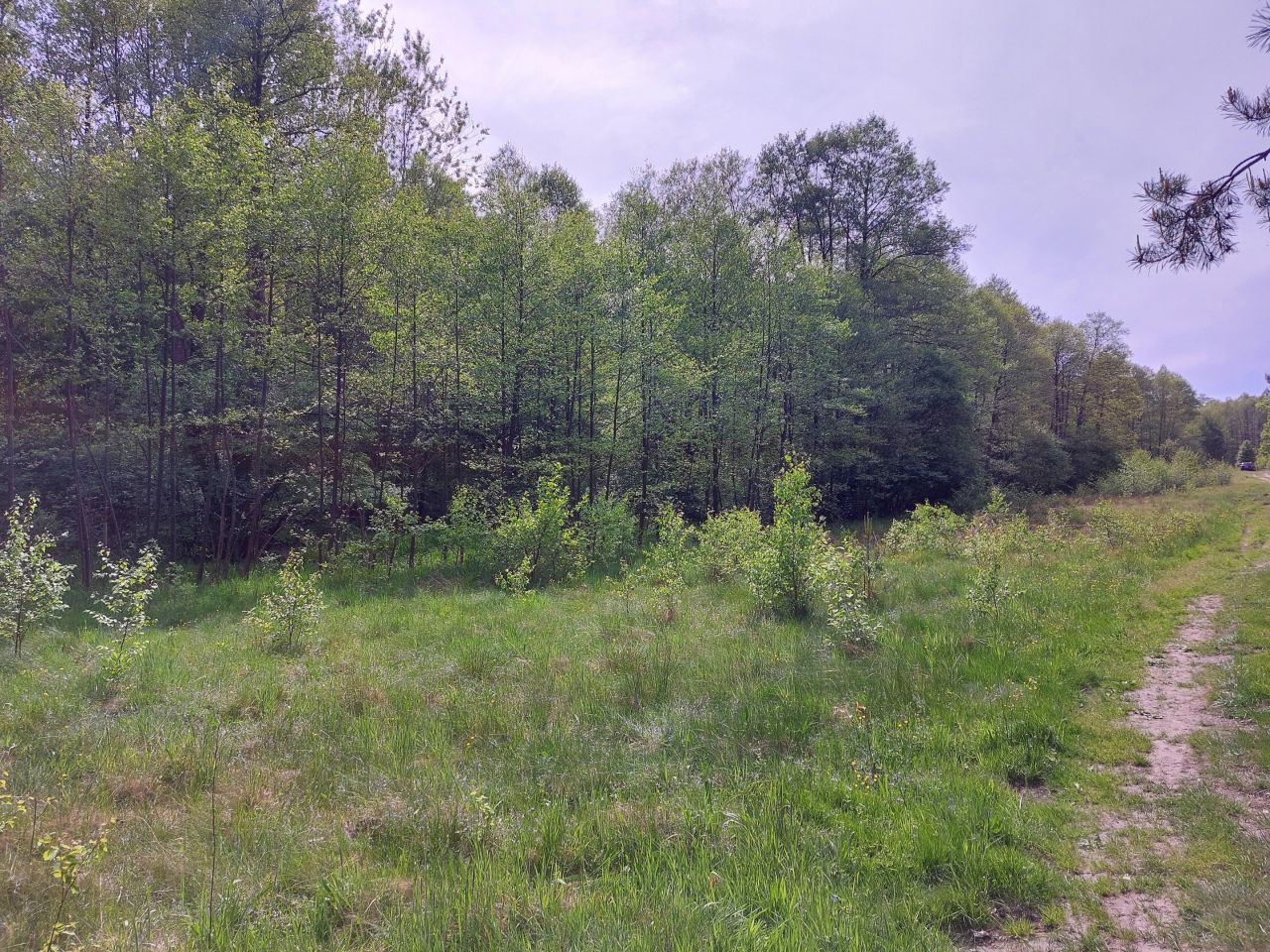 Działka rekreacyjna Starzechowice Sęp, BRAK. Zdjęcie 19