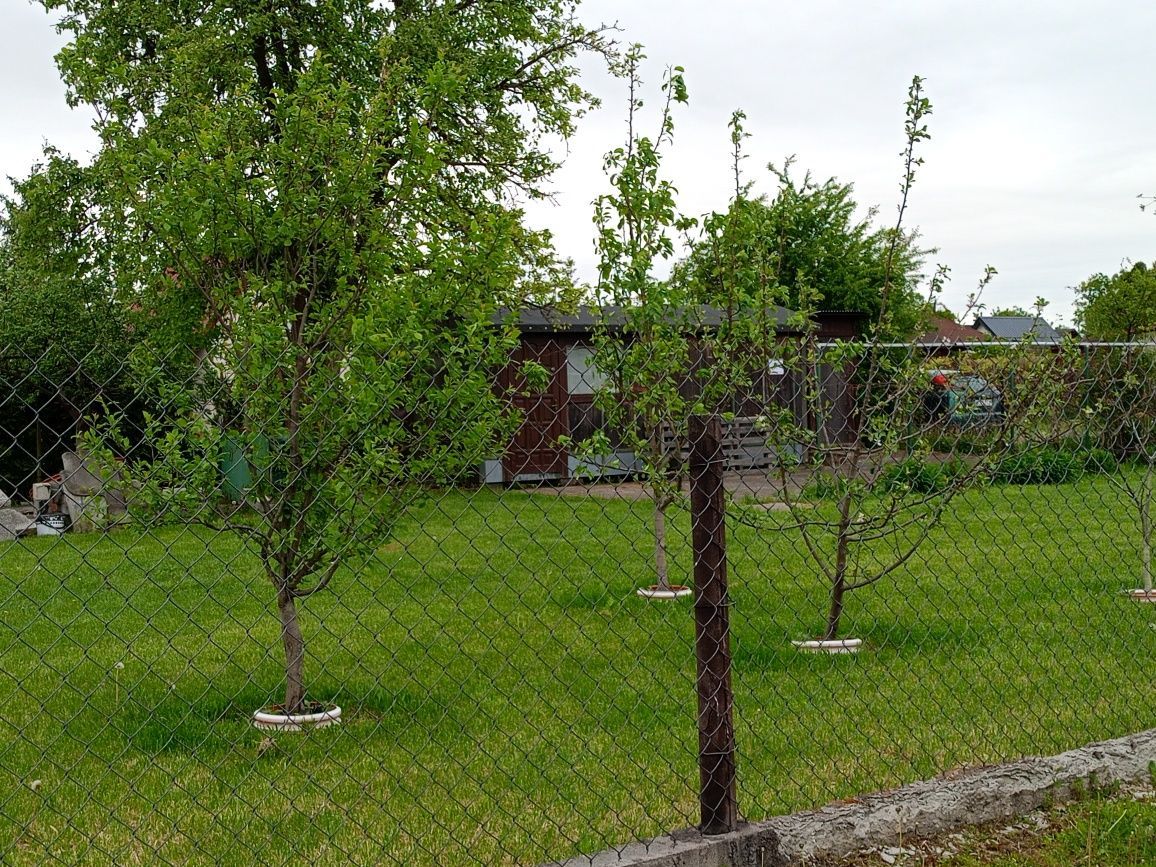 Działka rod Ciechanów. Zdjęcie 3