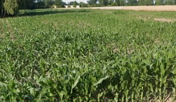 Działka rolna Sarnów