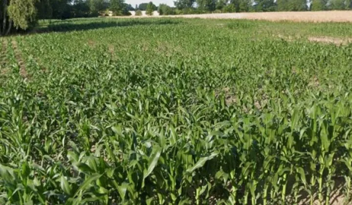 Działka rolna Sarnów