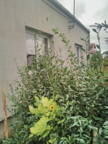 Dom BedońWieś, ul. Słowiańska, bez pośrednika 80 m2