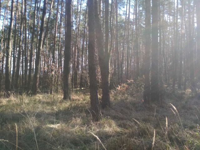 Działka leśna Nowa Jamka, ul. Kwiatowa. Zdjęcie 1