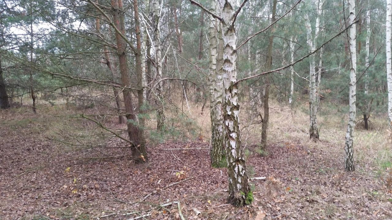 Działka budowlana Ciechocinek, ul. Sportowa. Zdjęcie 6